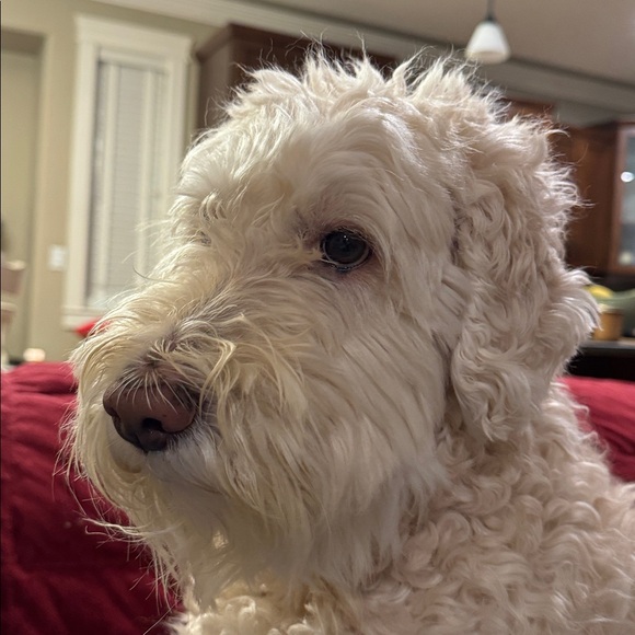 Meet your Posher, Sondra - Picture 2 of 2